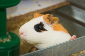 Cute guinea pig in its enclosure, looking at camera. Close up.