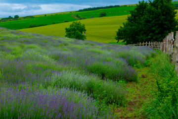 lavender flowers on the farm plain