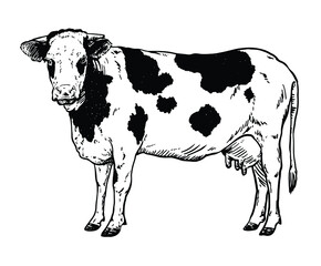 Hand drawn realistic of cow    Vector illustration