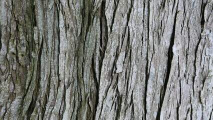 tree bark background texture or wallpaper