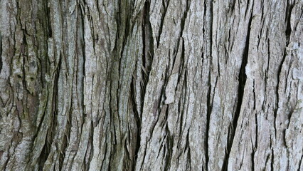 Obraz premium tree bark background texture or wallpaper