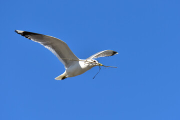 Mew gull on blue sky carrying nesting material