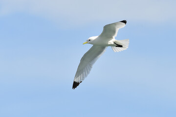 Black-legged kittiwake on blue sky