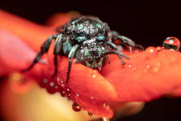 Cute Australian native cuckoo bee/blue and black striped bee climbing up on a red flower with water dew 