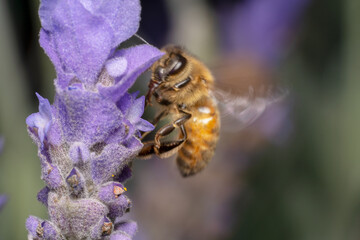 Honey bee landing on a purple flower of nectar 