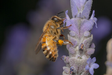 Close up shot of a honey bee with clear eyes 