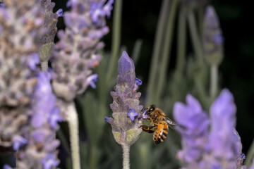 Far away shot of a honey bee in the garden of purple flowers 