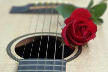 Obraz premium A bright red rose blooming