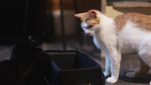 a young cat of orange and white color approaches a black cat, which lies near an open bag, a black cat bumps a red one with a paw and a red one bounces
