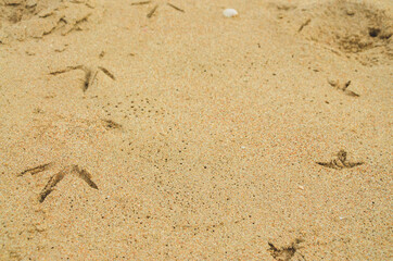 footprint on sand