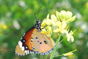 butterfly on a flower