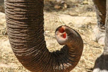 Close-up of an elephant trunk