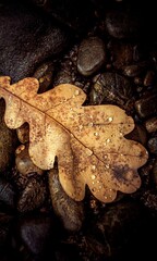 leaf on the ground