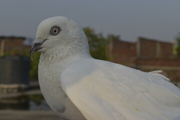 Beautiful photograph of Indian Pigeons.
