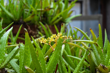 Closeup planting aloe pot outdoors.