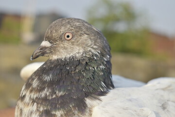 Beautiful photograph of Indian Pigeons.