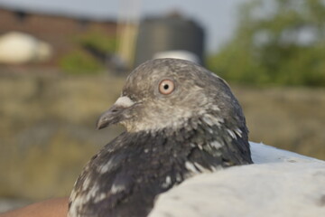 Beautiful photograph of Indian Pigeons.
