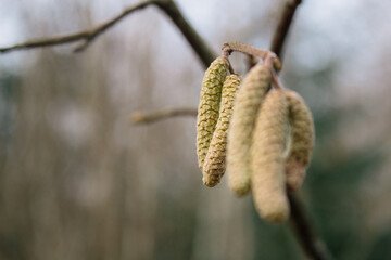 Close-up of birch blossoms on a spring birch tree, springtime in Sweden, hay fever allergy