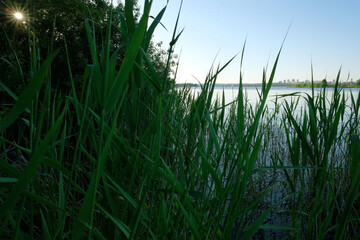 grass by the pond