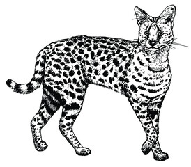 Hand drawn realistic sketch of a serval.   Vector illustration © mastapiece