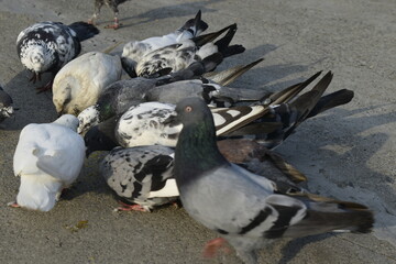 Beautiful photograph of Indian Pigeons.