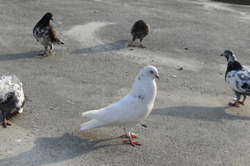 Beautiful photograph of Indian Pigeons.