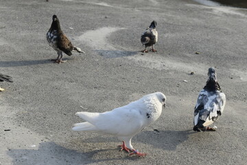 Beautiful photograph of Indian Pigeons.