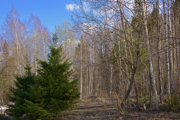 The tops of the trees in a mixed forest against a blue sky with white clouds.