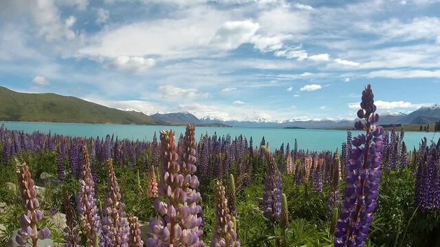lupin flowers by tekapo lake