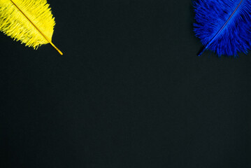 Feathers yellow and blue color  isolated on black background