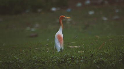 Indian Cattle Egret.