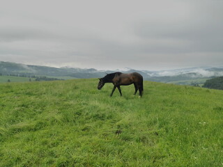 Obraz premium Poland Beskid Sądecki. A horse grazing in a green meadow against a cloudy sky.