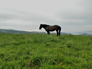 Poland Beskid Sądecki. A horse grazing in a green meadow against a cloudy sky.