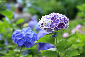 紫陽花