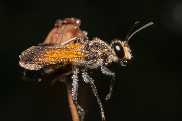 Golden digger/orange colour wasp Sphex ichneumoneus hanging like a spiderman 