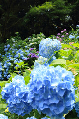 紫陽花