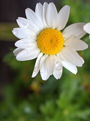 Closeup white petals chamomile flower with water drops and green leaf in garden ,blurred background ,sweet color ,soft focus for card design ,macro image ,white daisy flower