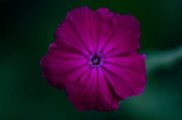gloomy purple flower close up