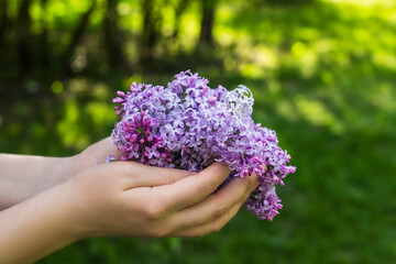 Fototapeta na wymiar Closeup blooming lilac in female hands on a background of spring park and grass.