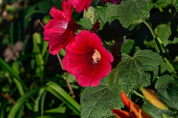 beautiful red blossoms garden flowers