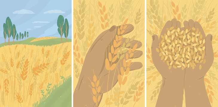 Set of banners with autumn landscape of wheat field. Agriculture, nature, harvest in farm. Farmer holding ears and ripe grains of wheat in hands. Adult man gathering crop in rural. Vector illustration