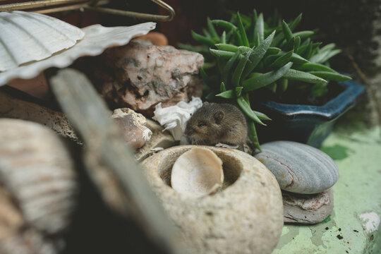 Little mouse exploring pot plants