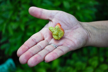 Naklejka na ściany i meble unusual strawberries in the palm of your hand