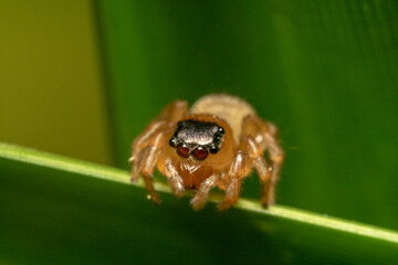 Light brown jumping spider looking down ready to jump with a lens like eyes