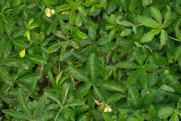 Green grass texture background Top view