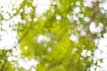 abstract blur bokeh light of tree for background