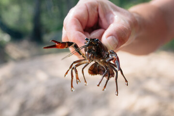 Young man holding a life crab in his hands, fishing in Sweden