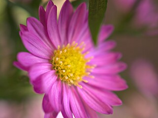 Closeup pink petals Alpine aster (alpinus),Callistephus flower in garden with blurred and soft focus, macro image ,sweet color for card design ,wallpaper, background 
