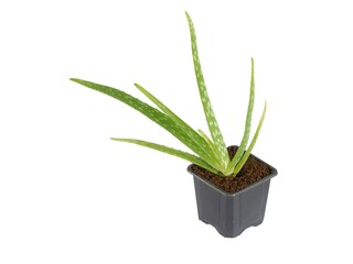 Aloe Vera plant in black square pot isolated on white