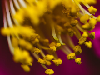 Fototapeta na wymiar yellow flower closeup